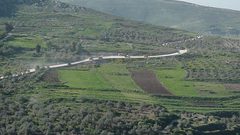 "قطاف يومي" يستنفر مواطنين جنوب غرب نابلس