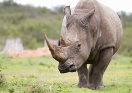 التسميم .. الحل الوحيد لانقاذ وحيد القرن من الانقراض!