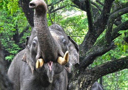 فيل جائع يخترق بنابيه جسد رجل حتى الموت!