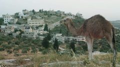 "النتاشة" .. "ماء وخضراء وكهرباء" رغما عن عصابات "تدفيع الثمن"