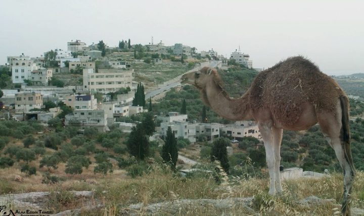 "النتاشة" .. "ماء وخضراء وكهرباء" رغما عن عصابات "تدفيع الثمن"