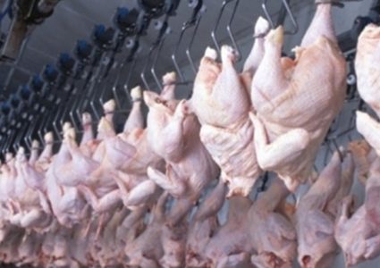 أسعار الدجاج تشهد استقراراً نسبياً في غزة