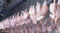 أسعار الدجاج تشهد استقراراً نسبياً في غزة