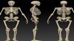 عدد عظام الهيكل العظمى للإنسان.. وما وظائفها؟