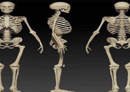 عدد عظام الهيكل العظمى للإنسان.. وما وظائفها؟