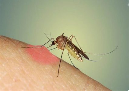 وسائل فعالة للقضاء على الناموس