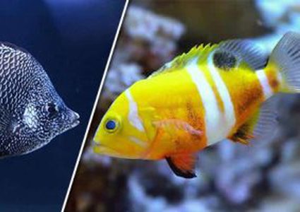 تصميم أسماك روبوتية تحاكي نظام الاوعية الدموية في جسم الانسان