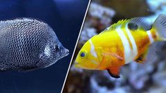 تصميم أسماك روبوتية تحاكي نظام الاوعية الدموية في جسم الانسان