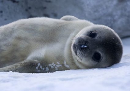 دراسة: الفقمة الرمادية يمكنها الغناء وتقليد أصوات البشر