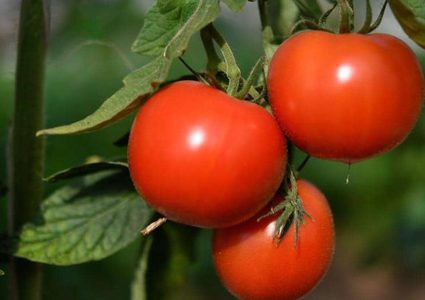 رد مصري سريع على صور "الطماطم المسرطنة"