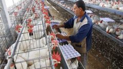 الزراعة: ما أُشيع عن انخفاض اسعار البيض مؤخراً غير صحيح