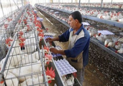 الزراعة: ما أُشيع عن انخفاض اسعار البيض مؤخراً غير صحيح