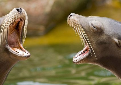 أسد بحر عدواني يهاجم فتاة في أمريكا!