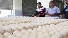 أزمة مُربّي الدجاج البياض .. العقدة في "الكساد" وغياب السياسات