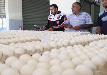 أزمة مُربّي الدجاج البياض .. العقدة في "الكساد" وغياب السياسات