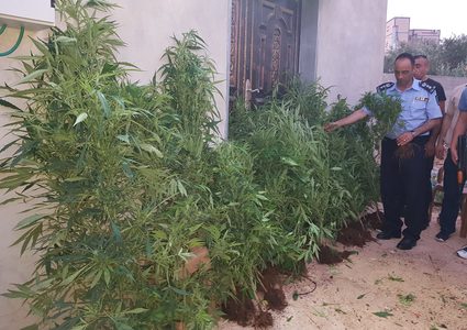 ضبط أشتال ماريغوانا وقنب هندي غرب سلفيت