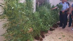 ضبط أشتال ماريغوانا وقنب هندي غرب سلفيت