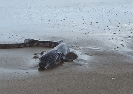 العثور على كائن بحري غريب على شاطئ أسترالي