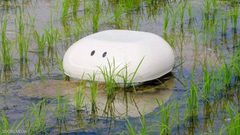 "الروبوت البطة".. صديق جديد للفلاح