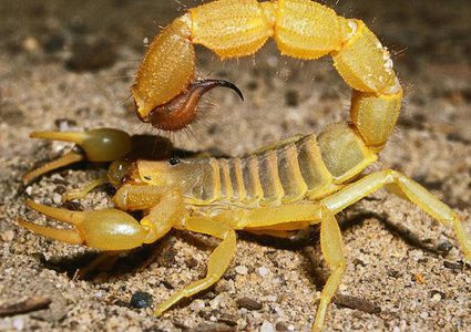 هل تؤدي لدغة العقرب للموت ؟