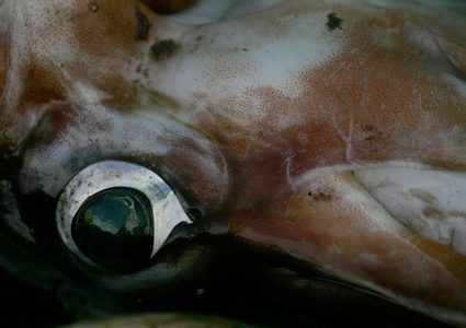 تصوير أخطبوط عملاق لدرجة مرعبة