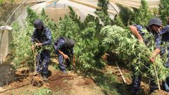 ضبط مشتلين للمخدرات في سلفيت