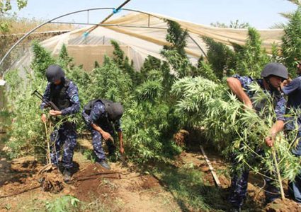 ضبط مشتلين للمخدرات في سلفيت