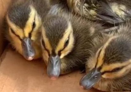 رجل إطفاء يستخدم صوت بطة على هاتفه لإنقاذ صغارها