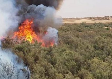 جنين: حريق يلتهم مئات أشجار الزيتون في قرية عانين