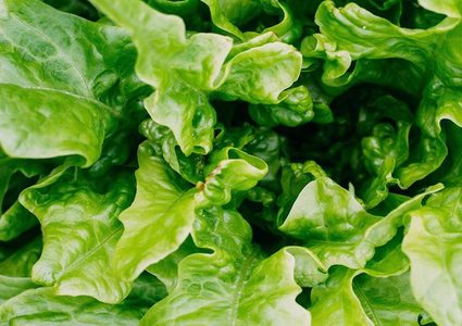 خطر يسكن في أوراق الخس!