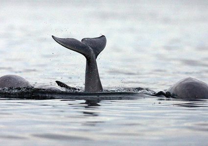 روسيا تطلق سراح 3 حيتان بعد تعرضها لضغوط دولية