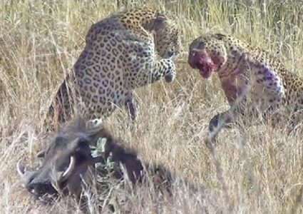 معركة دموية بين فهدين تنتهزها الفريسة! (فيديو)