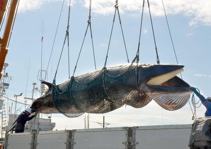 واخيرا.. اليابانيون يعودون لاصطياد الحيتان