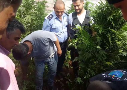 وقائي الخليل يضبط مشتلاً للمخدرات في يطا ويوقف 4 متهمين