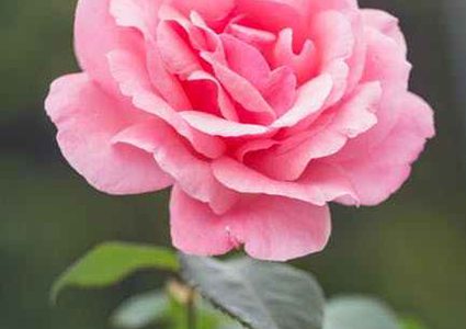 هل تعتقد أن الوردة جميلة؟