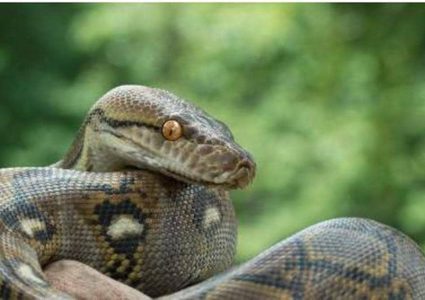 أفعى آكلة للبشر".. طليقة في كامبريدج