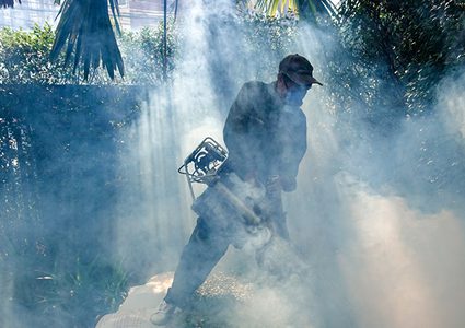 حشرة منزلية "من الصعب قتلها"