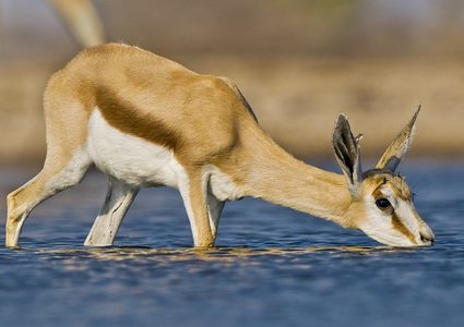 رجل شجاع ينقذ غزالة من الغرق! (فيديو)