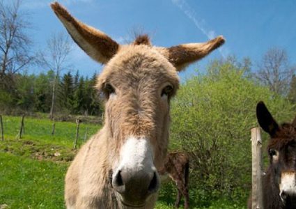 جبنة الحمير الصربية تغزو الأسواق!