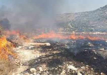 حريق يلتهم 30 شجرة زيتون شرق جنين