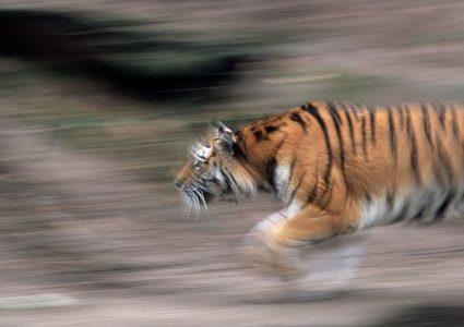 نمر يطارد سائقي دراجات نارية!