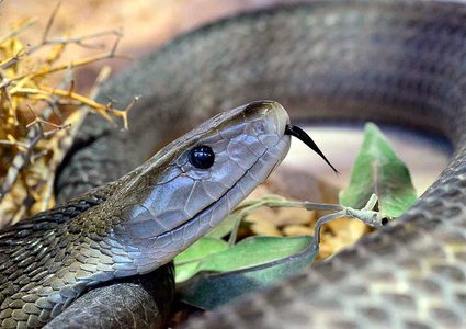 أفعى قاتلة تزحف طليقة في كمبردج