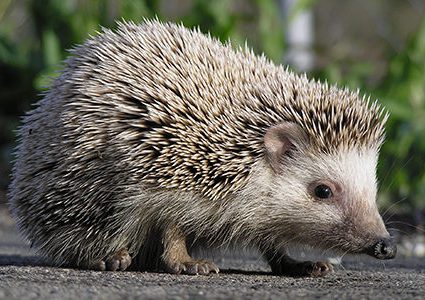 إنقاذ قنفذ كادت الحرارة المرتفعة أن تقتله