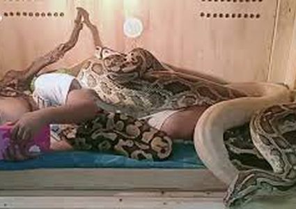 طفلة تشاهد التلفاز في أحضان ثعابين ضخمة