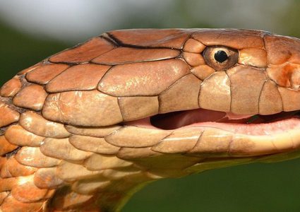 قط "ينقذ" أطفال عائلة من كوبرا!