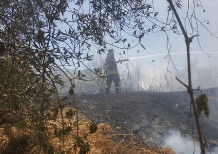 حريق يلتهم مئات الأشجار شمال الخليل