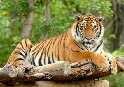 إيطاليا.. 4 نمور تهاجم مدربها وتفتك به حتى الموت !