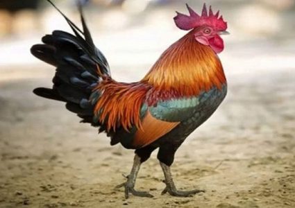 فرنسا: محاكمة ديك بسبب صياحه مبكرا!