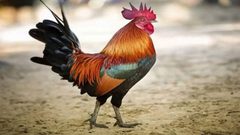 فرنسا: محاكمة ديك بسبب صياحه مبكرا!