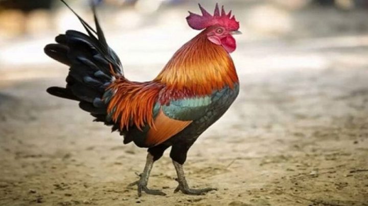 فرنسا: محاكمة ديك بسبب صياحه مبكرا!